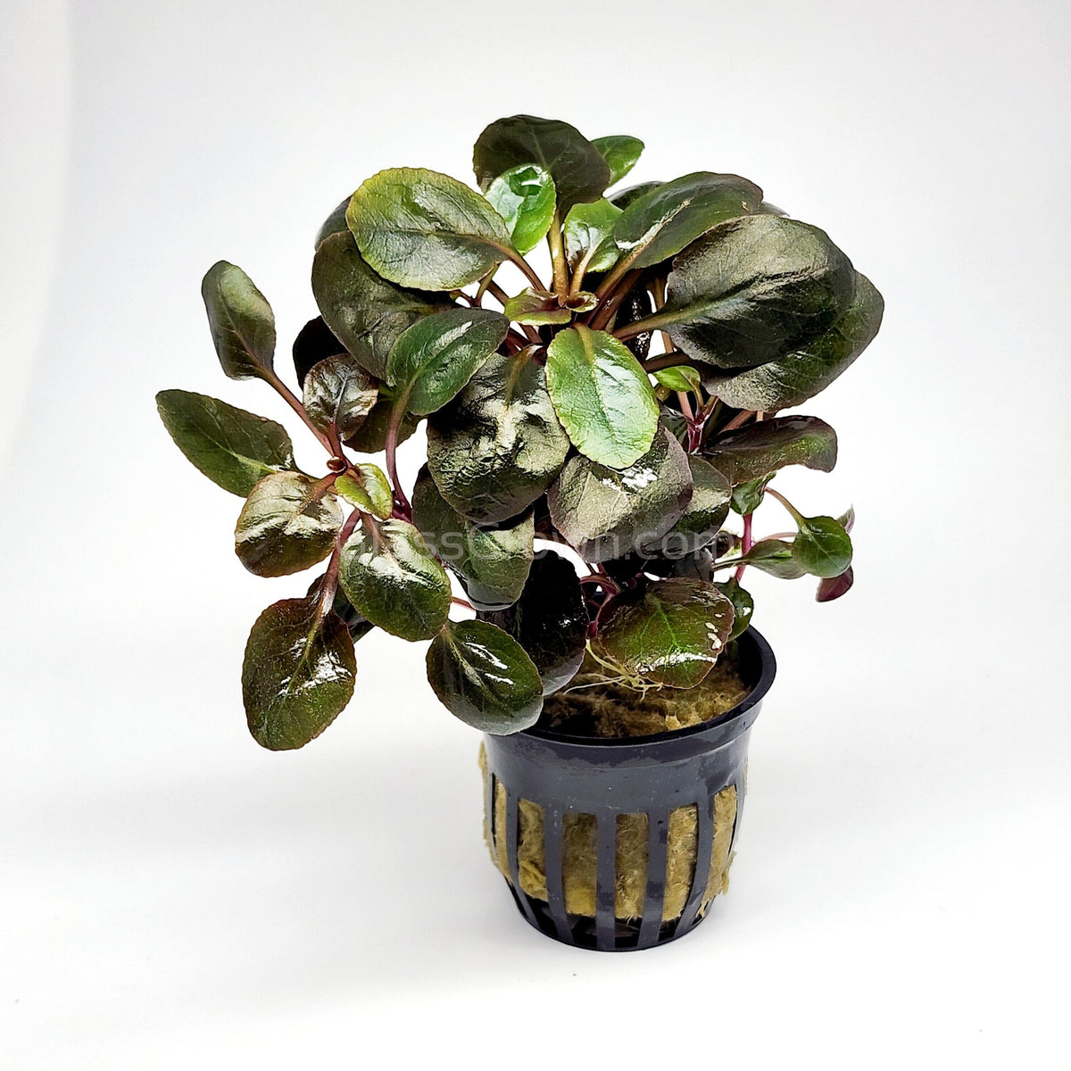 Potted Cardinal Plant
