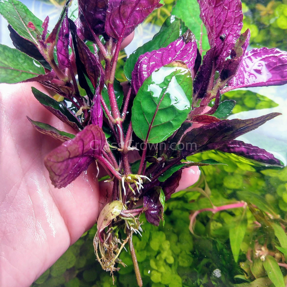 Purple Waffle Plant
