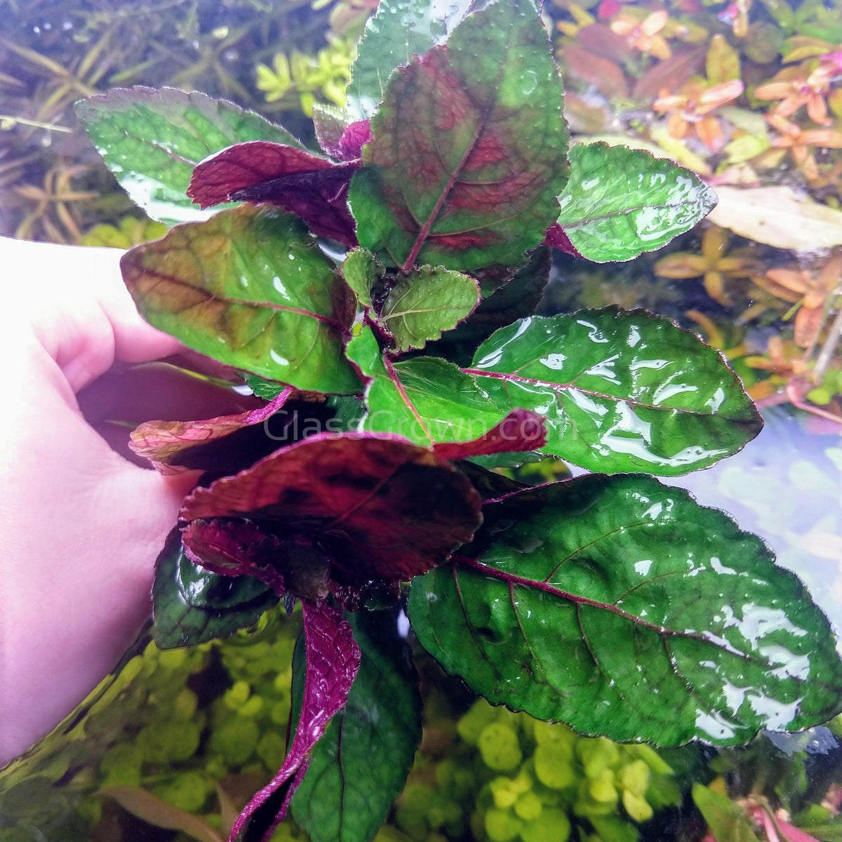 Purple Waffle Plant