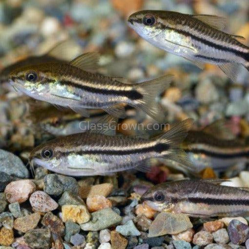Pygmy Corydoras 6 Pack