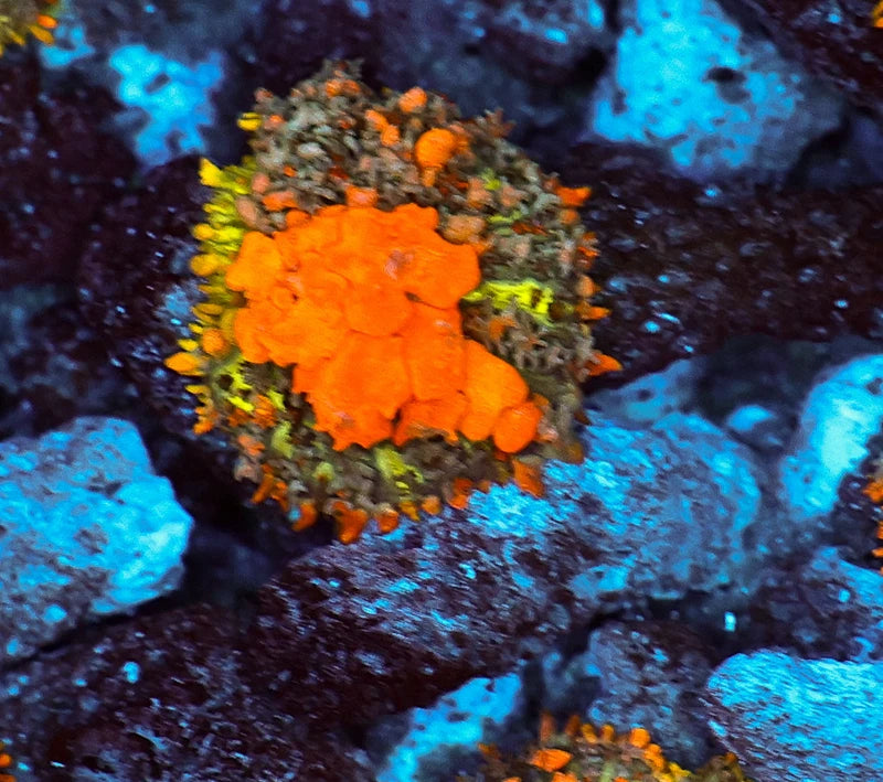 Sunkist Bounce Mushroom #1 – WYSIWYG