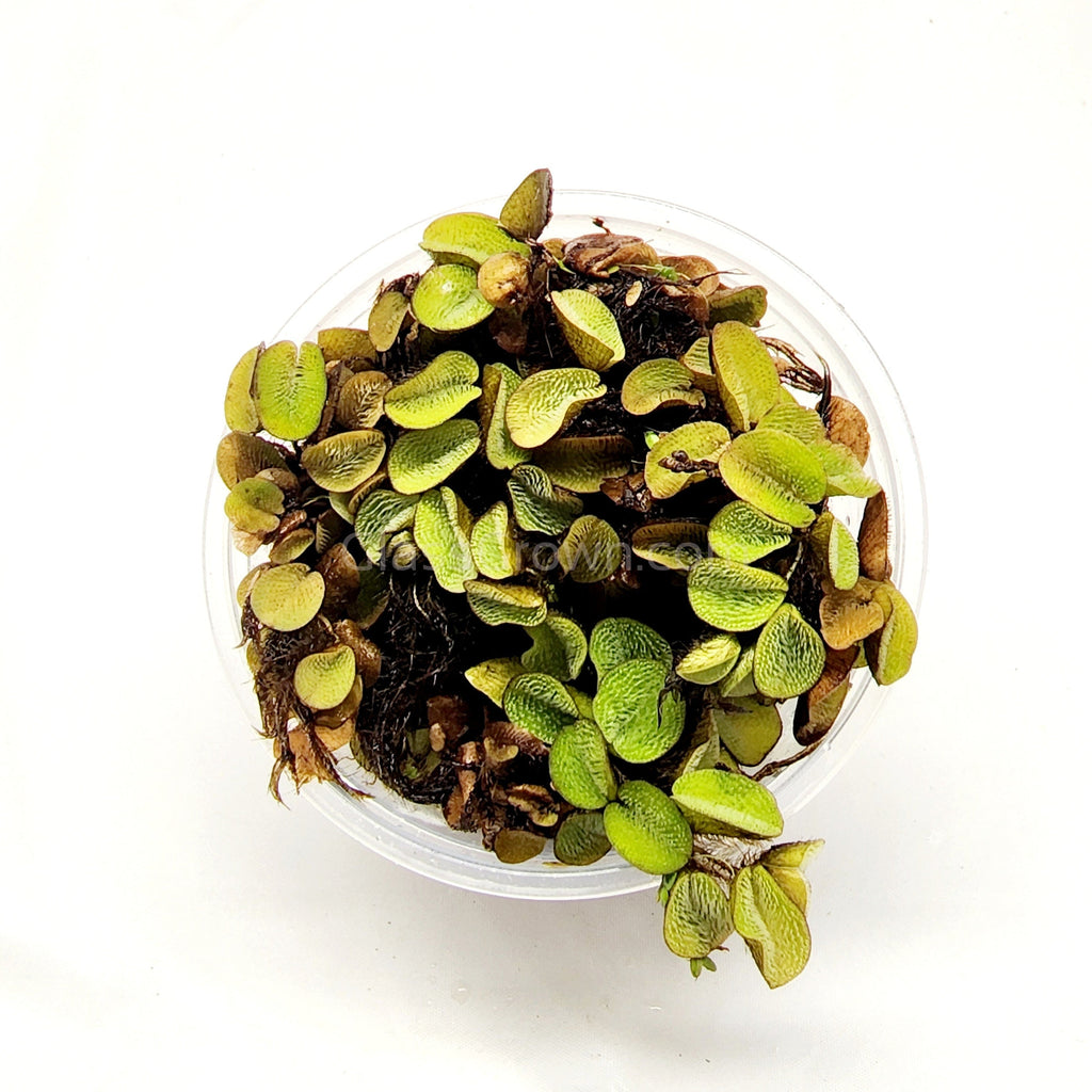 Salvinia Minima 4oz Portion