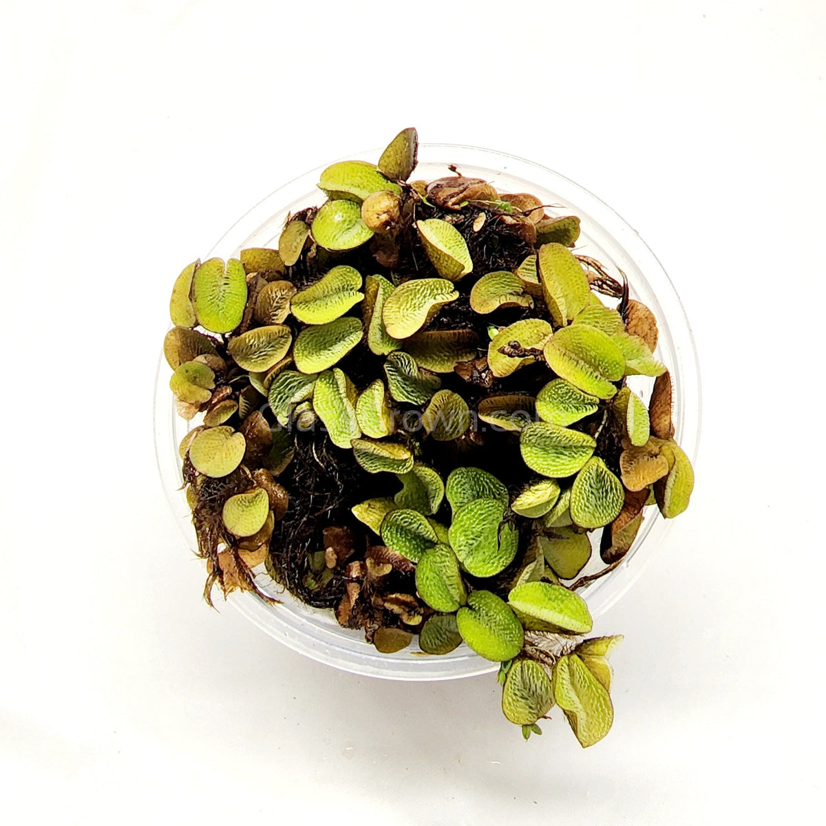 Salvinia Minima 4oz Portion