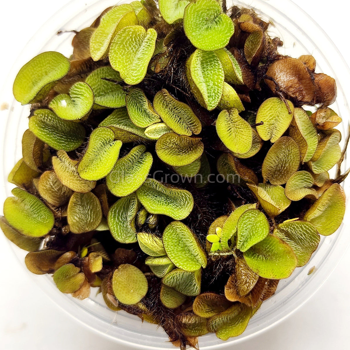 Salvinia Minima 4oz Portion