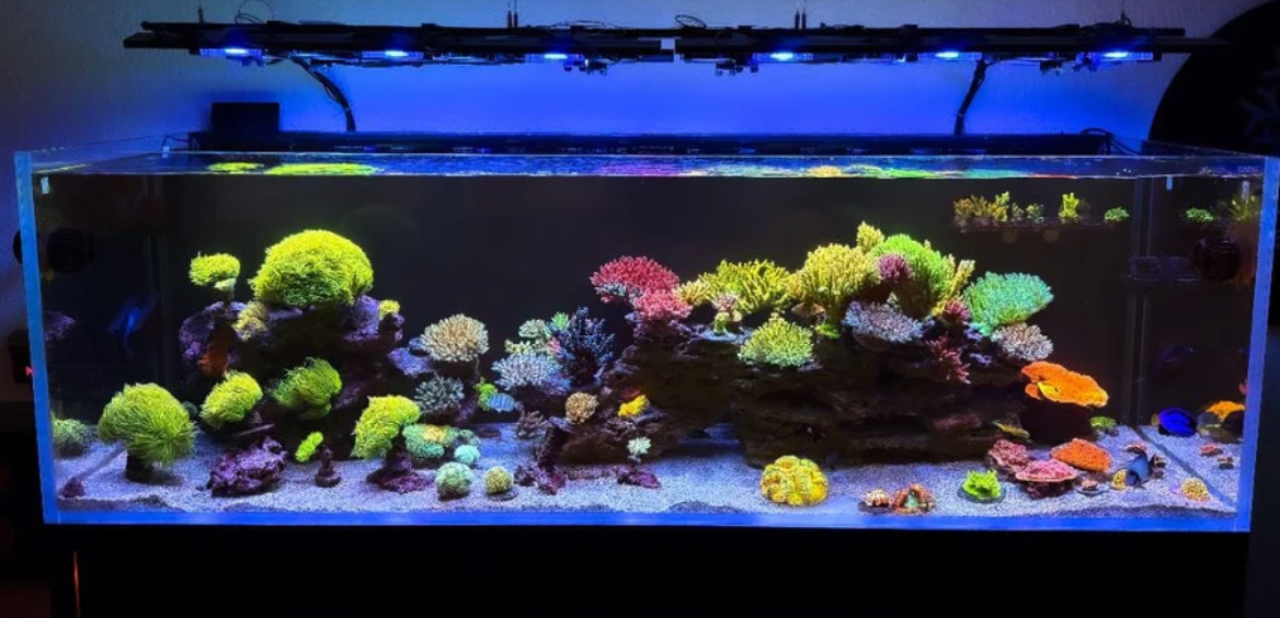 Dalua X4 Reef Lighting System – Illumagic X4 Reefer Pro LED
