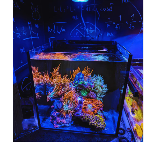 Dalua Pixel LED Complete Aquarium Lighting System – Modular Reef & Freshwater Lighting (1–6 Pixel Systems)