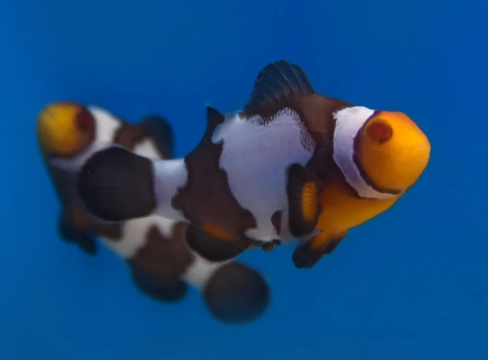 ORA Captive-Bred Zombie Ocellaris Clownfish Pair