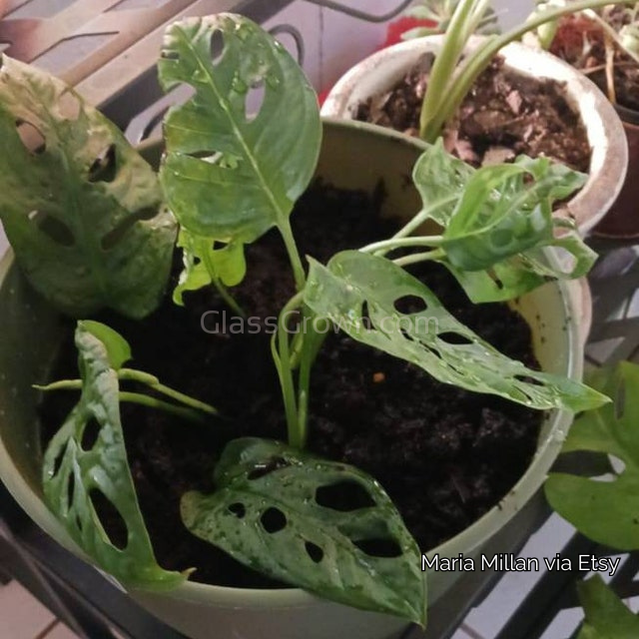 Swiss Cheese Vine Rooted Stems or Pots
