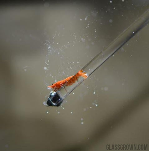 Sunkist Orange Dwarf Shrimp 10+ Pack