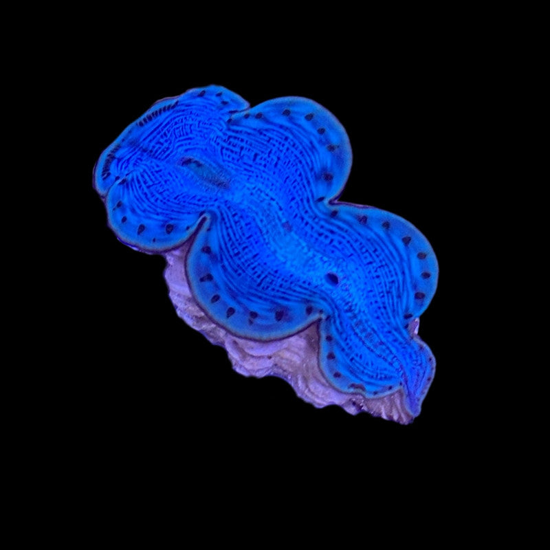 First Grade Blue Maxima Clam – 1.5"+ – Live Tridacna Clam