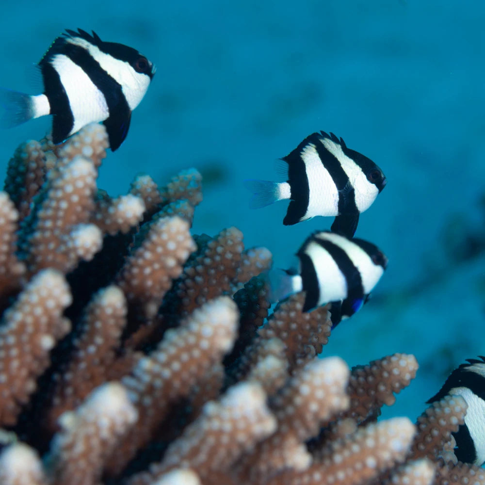 Representative Three Stripe Damselfish (Dascyllus aruanus)