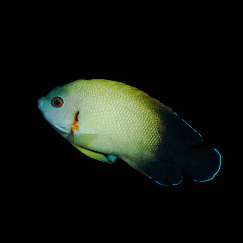 Half Black Angelfish (Centropyge vrolikii)