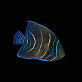 Juvenile Koran Angelfish (Pomacanthus semicirculatus)