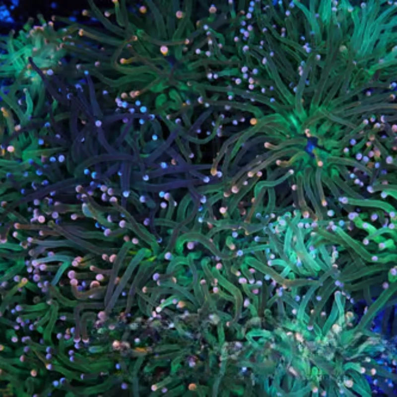 Mystery Color Tip Torch Coral – 1–2 Heads