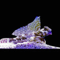 Scooter Dragonet / Scooter Blenny (Synchiropus ocellatus)