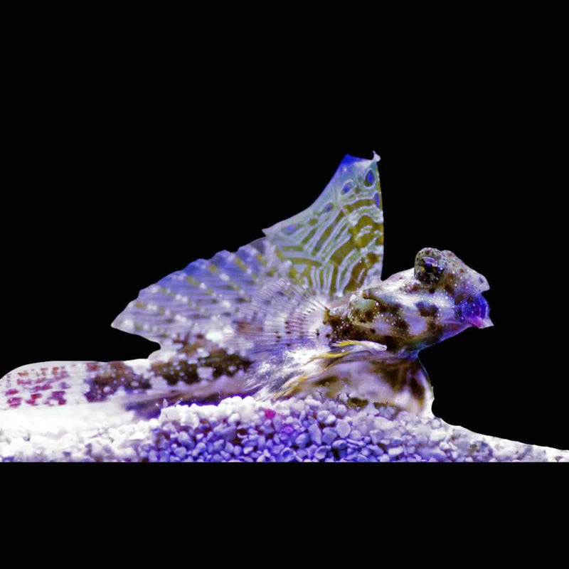 Scooter Dragonet / Scooter Blenny (Synchiropus ocellatus)