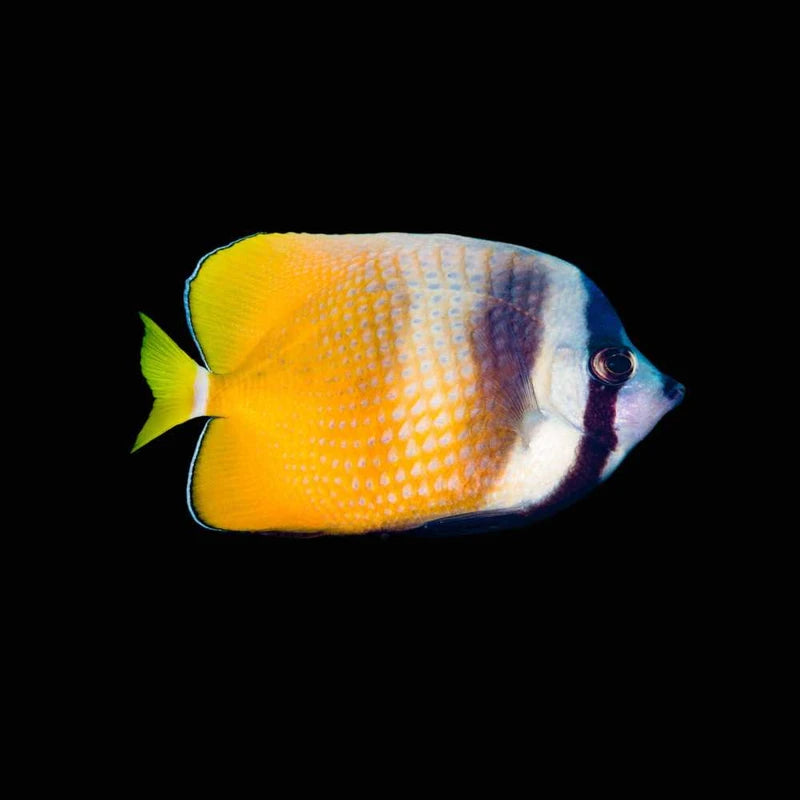 Klein’s Butterflyfish / Blue Head Butterflyfish (Chaetodon kleinii)