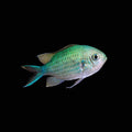 Green Chromis (Chromis viridis)