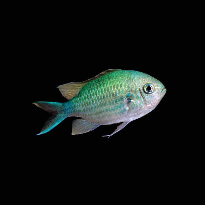 Green Chromis (Chromis viridis)