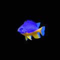 Azure Damselfish (Chrysiptera hemicyanea)