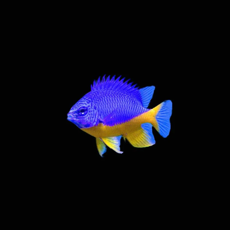 Azure Damselfish (Chrysiptera hemicyanea)