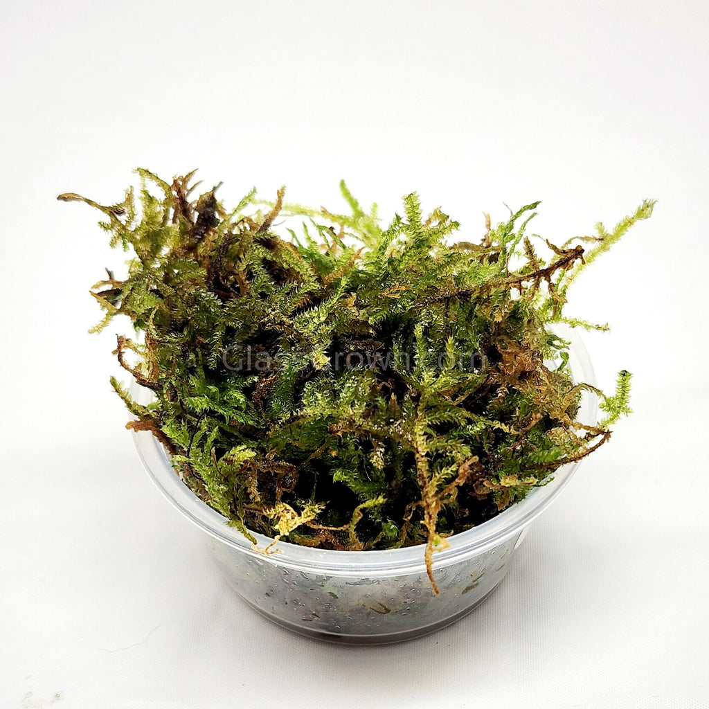 Christmas Moss 2oz Portion