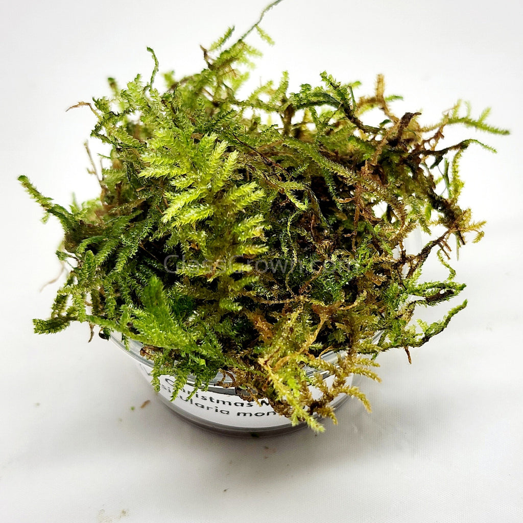 Christmas Moss 2oz Portion