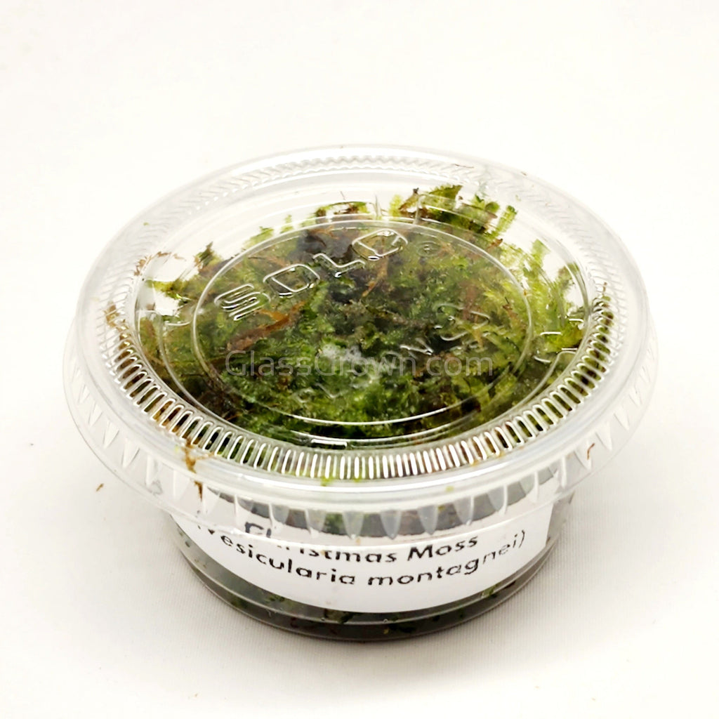 Christmas Moss 2oz Portion