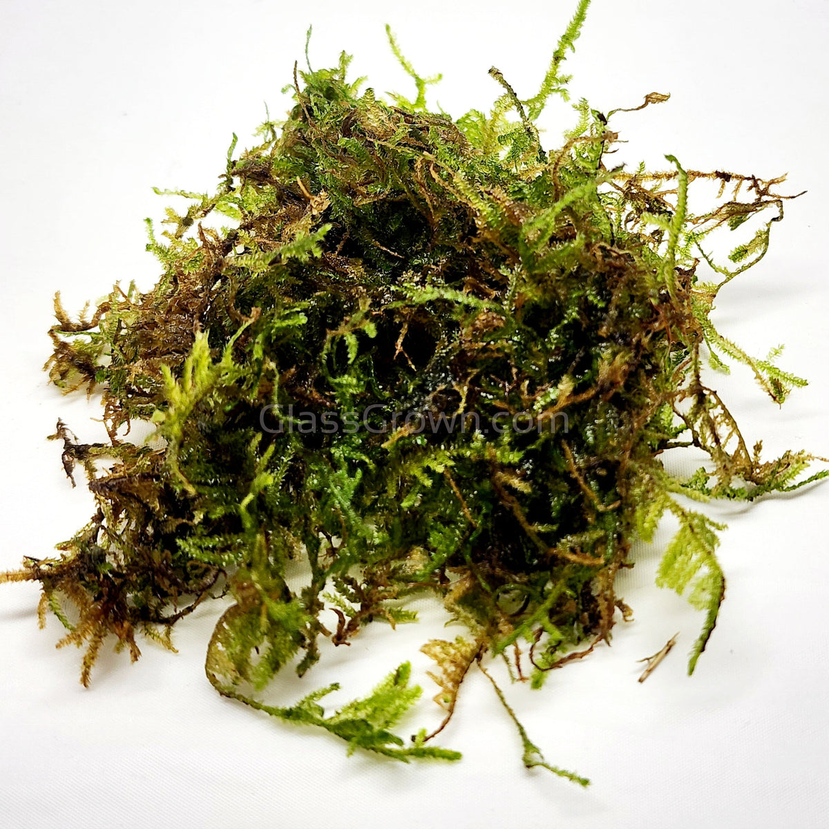 Christmas Moss 2oz Portion