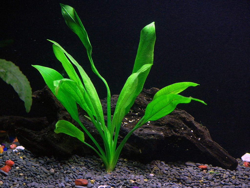 6 Species Aquarium Plants Bundle – Java Fern, Hornwort, Amazon Sword, Moneywort, Ludwigia and Cryptocoryne