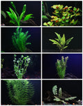 8 Species Aquarium Plants Bundle – Anacharis, Hornwort, Amazon Sword, Moneywort, Ludwigia and Cryptocoryne