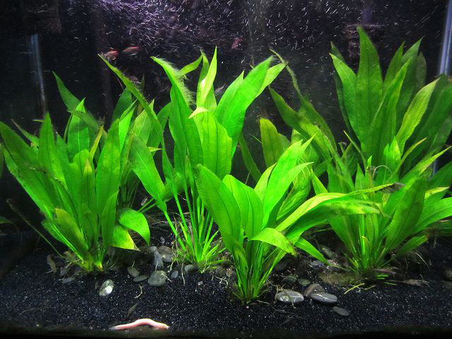 Amazon Sword – Echinodorus Bleheri – Easy Aquatic Plant