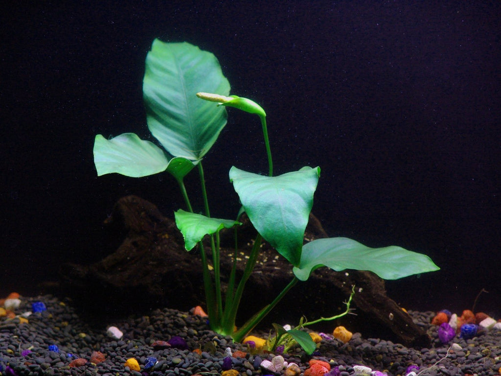 Anubias Barteri – Easy Midground Plant