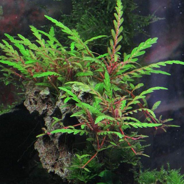 Florida 10 Species Live Aquarium Plants Bundle