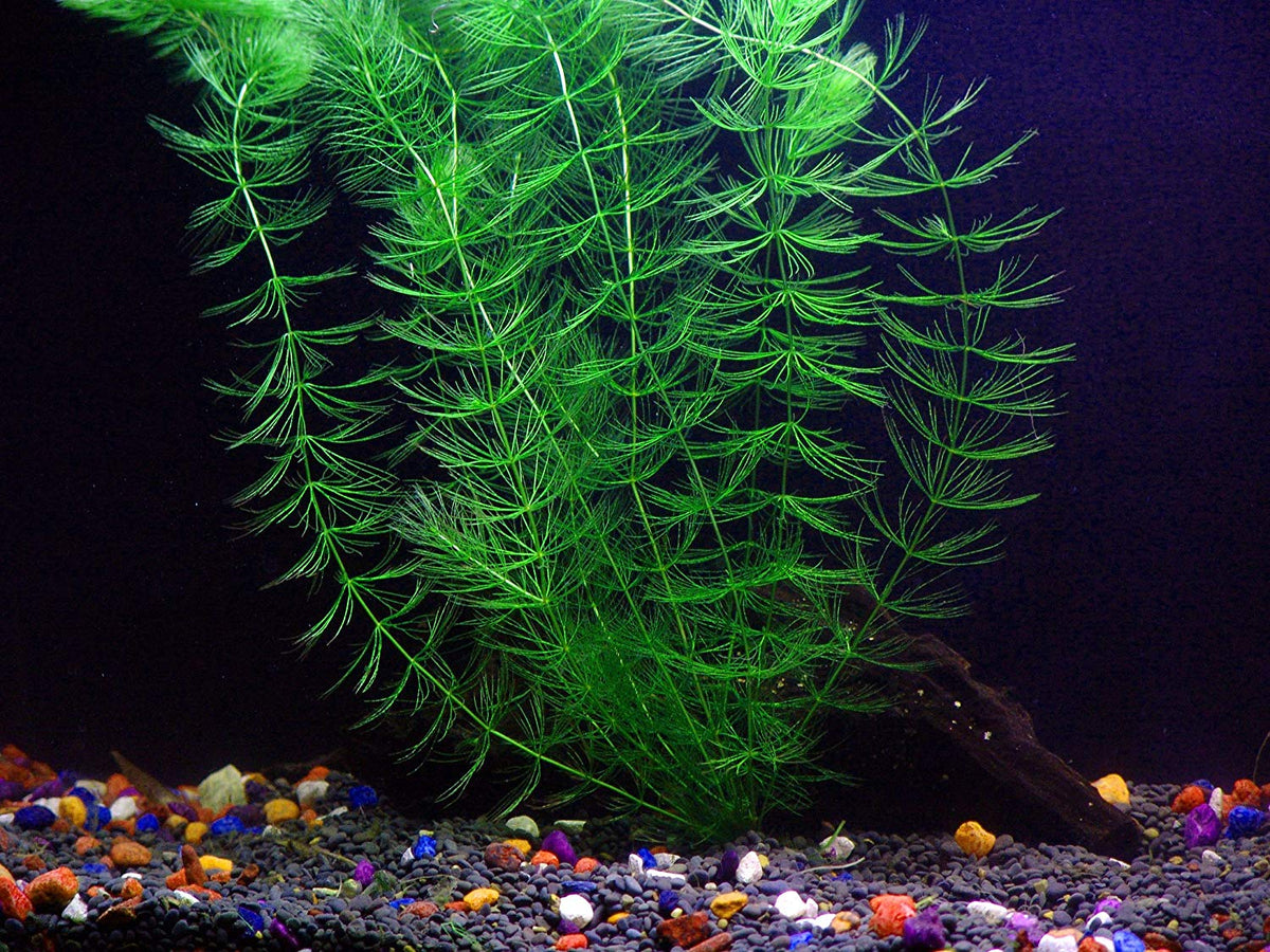 8 Species Aquarium Plants Bundle – Anacharis, Hornwort, Amazon Sword, Moneywort, Ludwigia and Cryptocoryne
