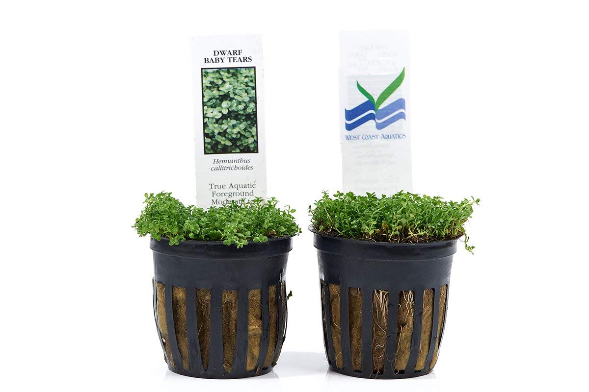 Dwarf Baby Tears in 2? Pot – Foreground Plant