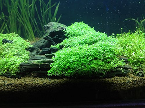 Dwarf Baby Tears in 2? Pot – Foreground Plant