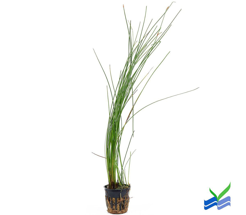 Giant Hairgrass – Easy Aquarium Plant for Backgrounds