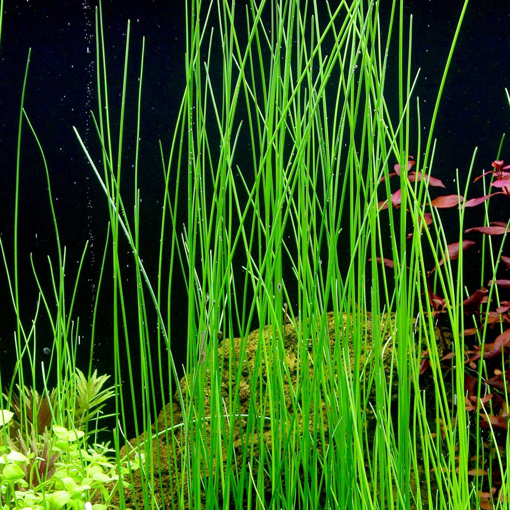 Giant Hairgrass – Easy Aquarium Plant for Backgrounds