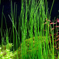 Giant Hairgrass – Easy Aquarium Plant for Backgrounds