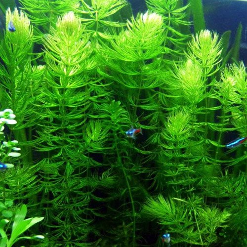 Hornwort Bunch – 5-7 Stems – Easy Aquatic Plant