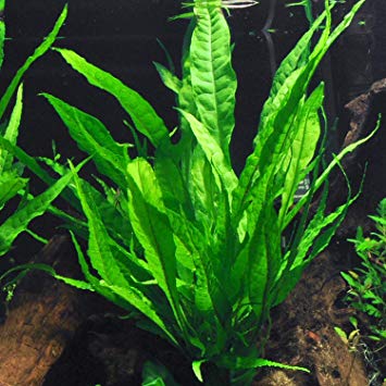 6 Species Aquarium Plants Bundle – Java Fern, Hornwort, Amazon Sword, Moneywort, Ludwigia and Cryptocoryne