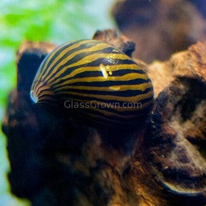 5x Assorted Nerite Snails