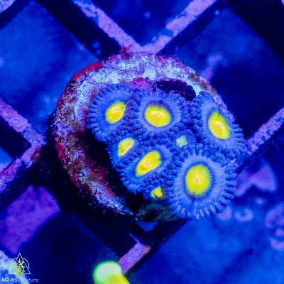 ACI Cultured AOI Zoanthids – 1–3 Polyps
