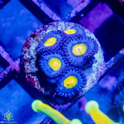 ACI Cultured AOI Zoanthids – 1–3 Polyps