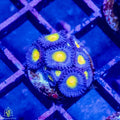 ACI Cultured AOI Zoanthids – 1–3 Polyps