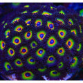 ACI Bob Marley Zoanthids – Small – Live Zoanthid Coral