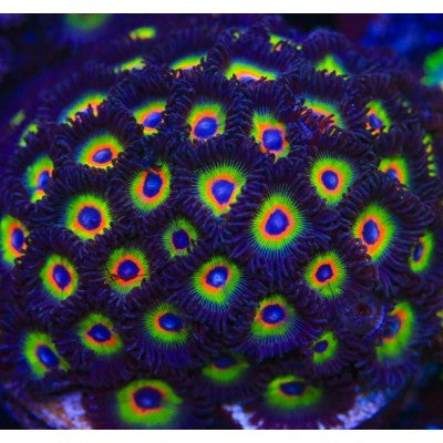 ACI Bob Marley Zoanthids – Small – Live Zoanthid Coral