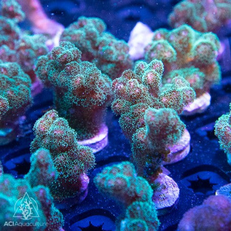 ACI Fuzzy Green Pocillopora Coral – Small – Live SPS Coral