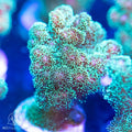 ACI Fuzzy Green Pocillopora Coral – Small – Live SPS Coral